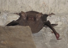 Balantiopteryx plicata