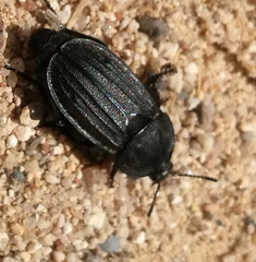 Silpha puncticollis