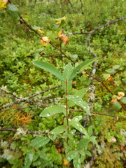 Lonicera caerulea edulis