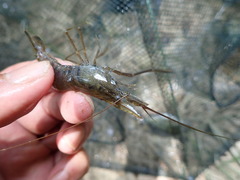 Macrobrachium nipponense