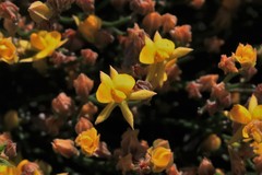 Jacksonia stackhousei