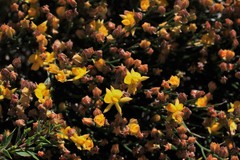 Jacksonia stackhousei