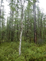 Betula platyphylla