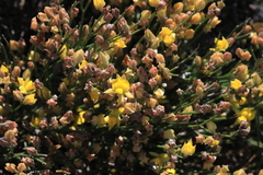 Jacksonia stackhousei