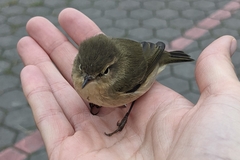 Phylloscopus collybita