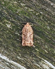 Archips oporana