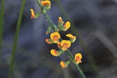 Sphaerolobium vimineum