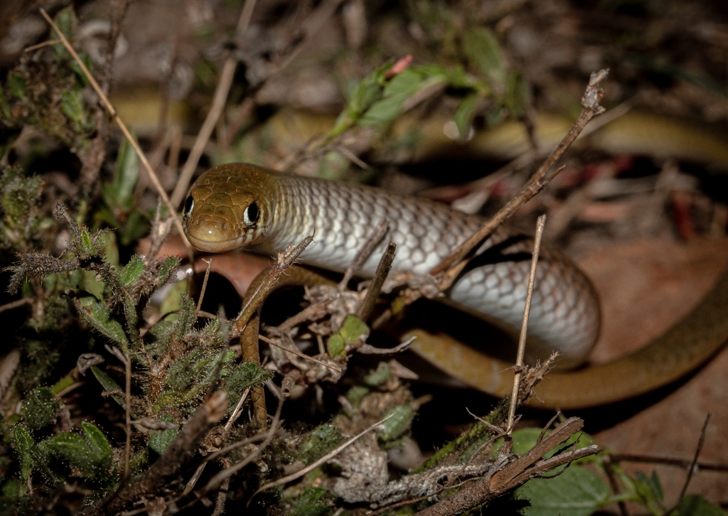 Single-Striped Delma