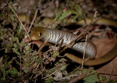 Single-Striped Delma photo 1