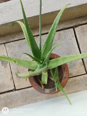 Aloe vera vera