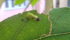 Nephotettix virescens