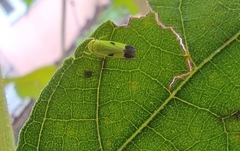 Nephotettix virescens