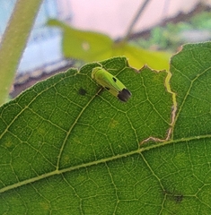 Nephotettix virescens