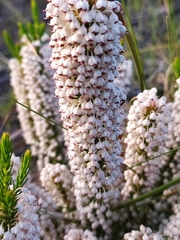 Erica rubiginosa