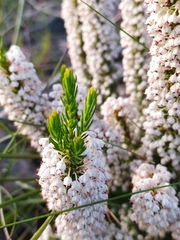 Erica rubiginosa