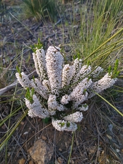 Erica rubiginosa