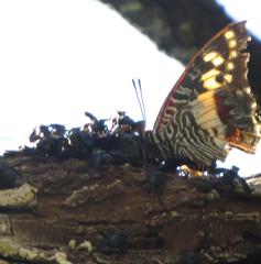 Charaxes castor flavifasciatus