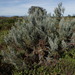 Seriphium dunensis - Photo (c) Adriaan Grobler, some rights reserved (CC BY-NC), uploaded by Adriaan Grobler