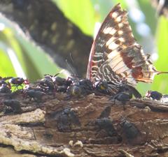 Charaxes castor flavifasciatus