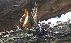 Charaxes castor flavifasciatus