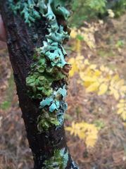 Melanohalea septentrionalis