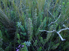 Aspalathus cliffortiifolia