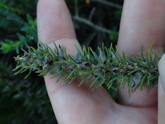 Aspalathus cliffortiifolia