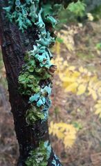 Melanohalea septentrionalis