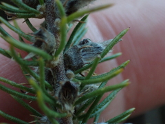 Aspalathus cliffortiifolia