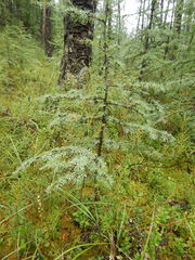 Larix gmelinii