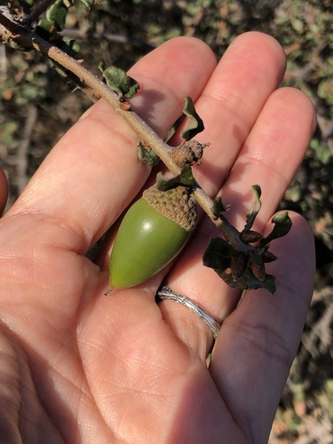 Nuttall's scrub oak