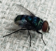 Chrysomya chloropyga