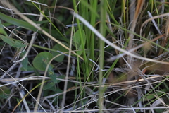 Sphaerolobium vimineum