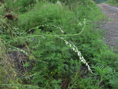 Melilotus albus