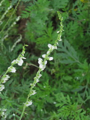 Melilotus albus