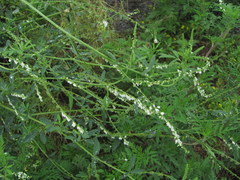 Melilotus albus
