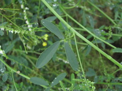 Melilotus albus