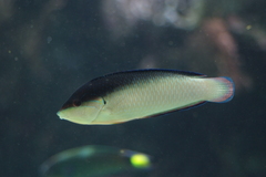 Anampses neoguinaicus