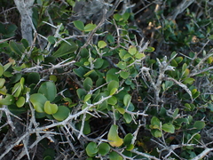 Dovyalis rotundifolia