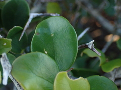 Dovyalis rotundifolia
