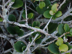 Dovyalis rotundifolia