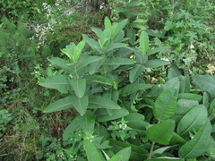 Asclepias syriaca