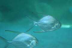 Trachinotus blochii