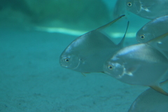 Trachinotus blochii
