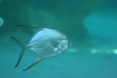 Trachinotus blochii