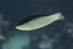 Anampses neoguinaicus