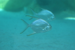 Trachinotus blochii