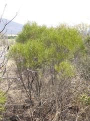 Euclea linearis
