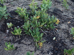 Searsia laevigata laevigata