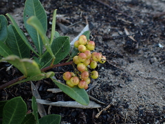 Searsia laevigata laevigata